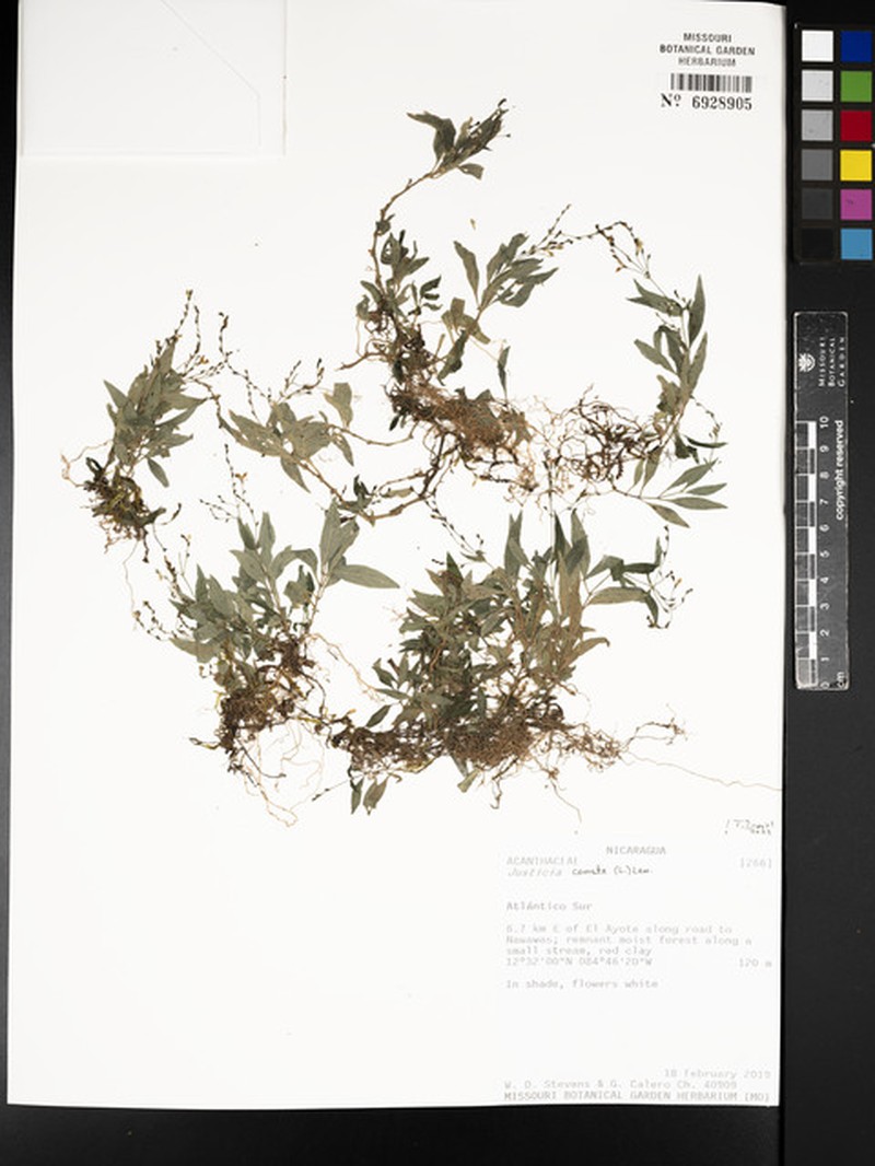 Marsh Water-Willow photo 3