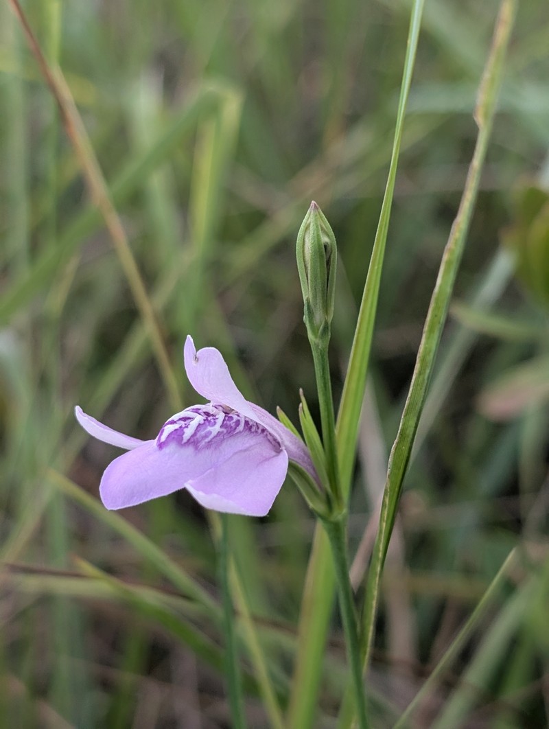 Thickleaf Water-Willow photo 5