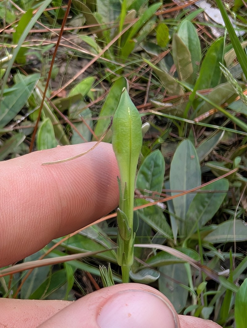 Thickleaf Water-Willow photo 7