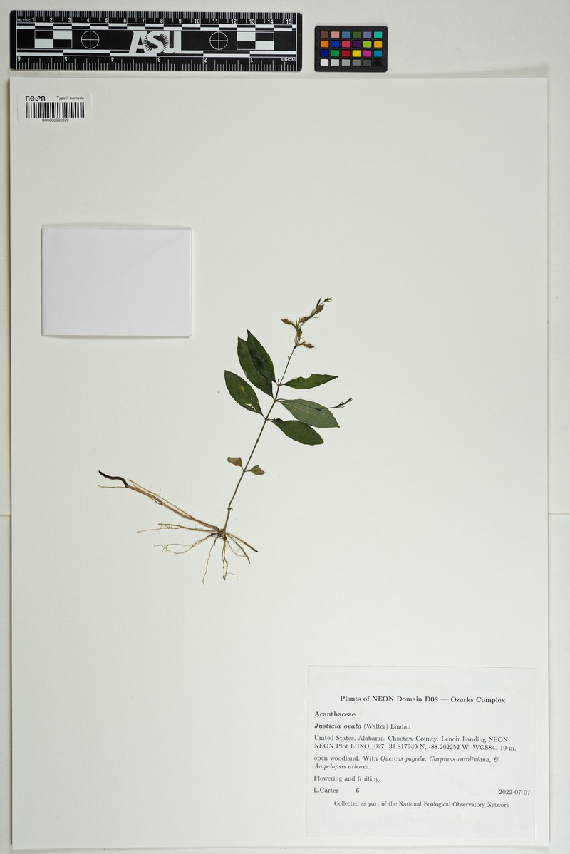 Looseflower Water-Willow photo 4