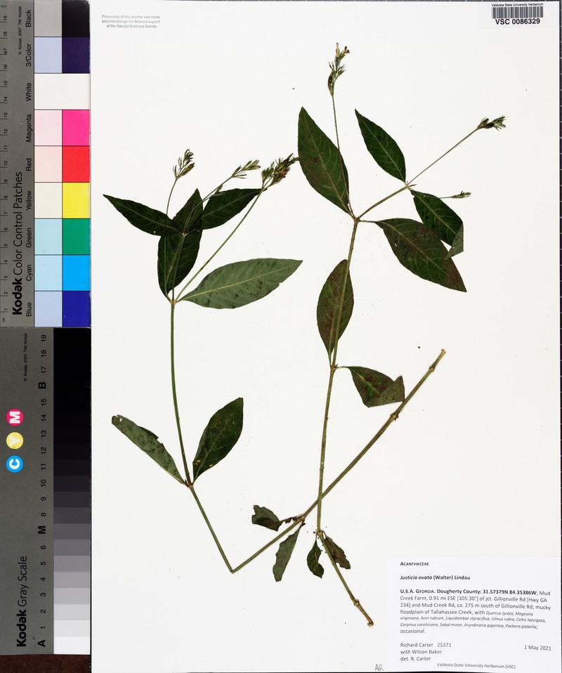 Looseflower Water-Willow photo 5