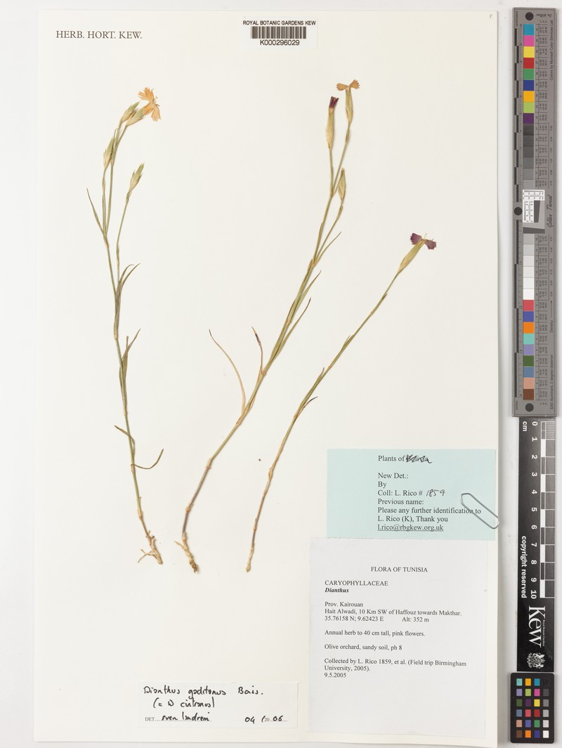 Dianthus anticarius subsp. anticarius