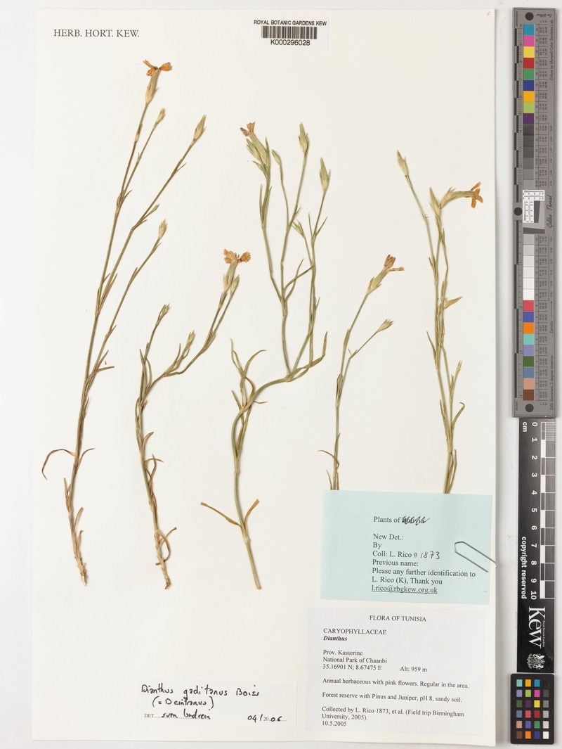 Dianthus anticarius subsp. anticarius photo 2