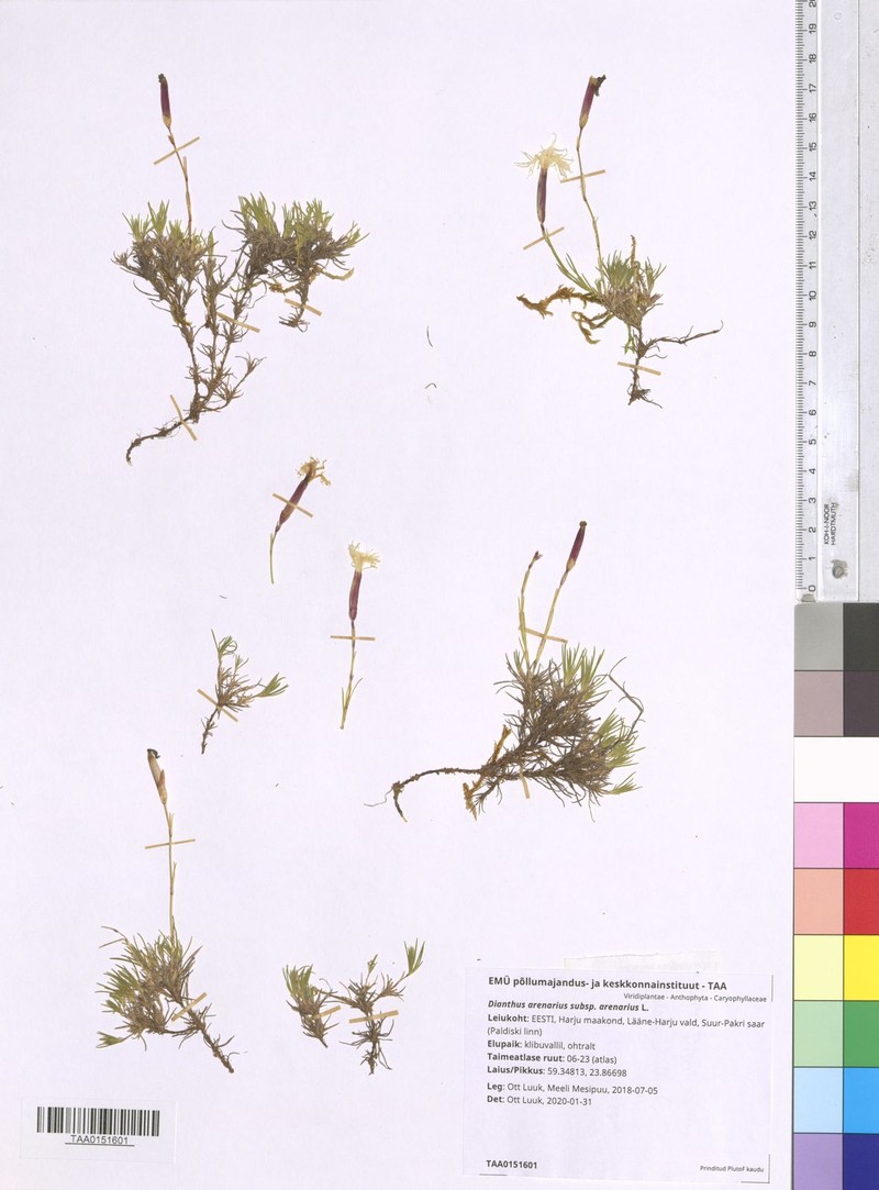 Dianthus arenarius subsp. arenarius