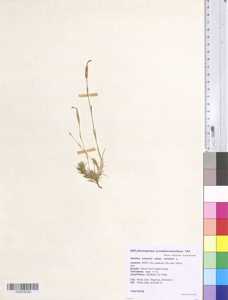 Dianthus arenarius subsp. arenarius photo 2