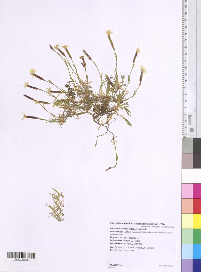 Dianthus arenarius subsp. arenarius photo 3