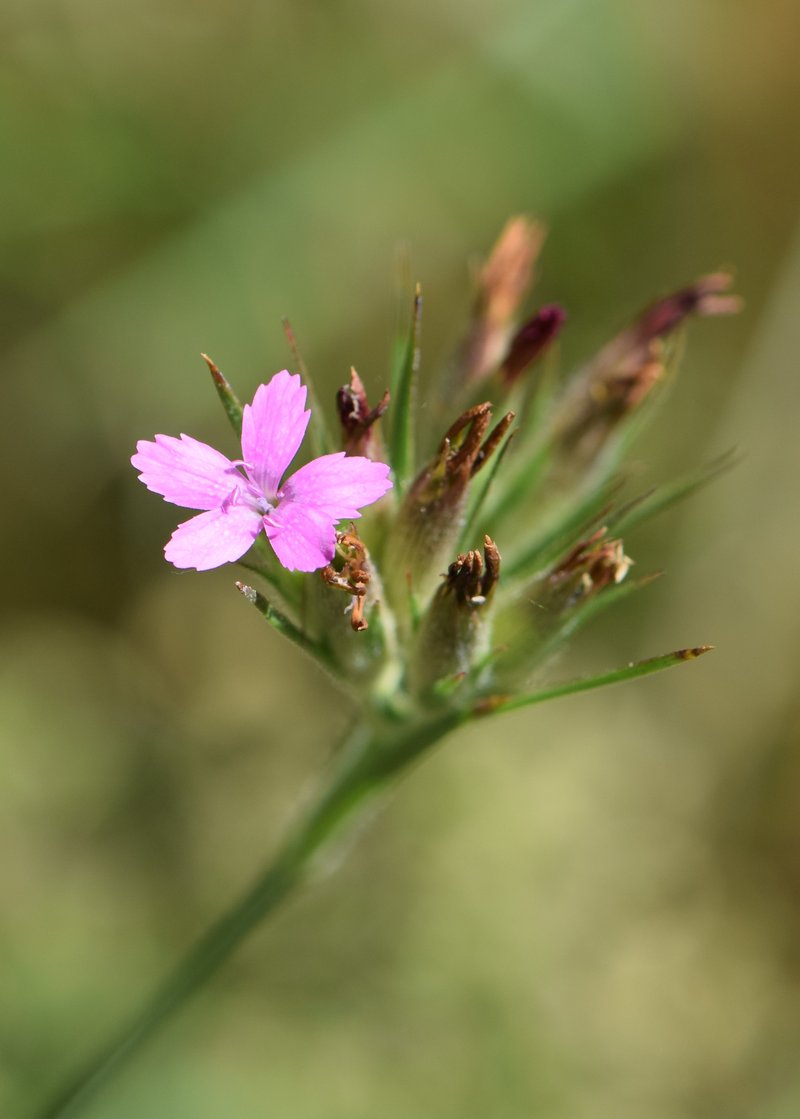 Deptford Pink photo 3