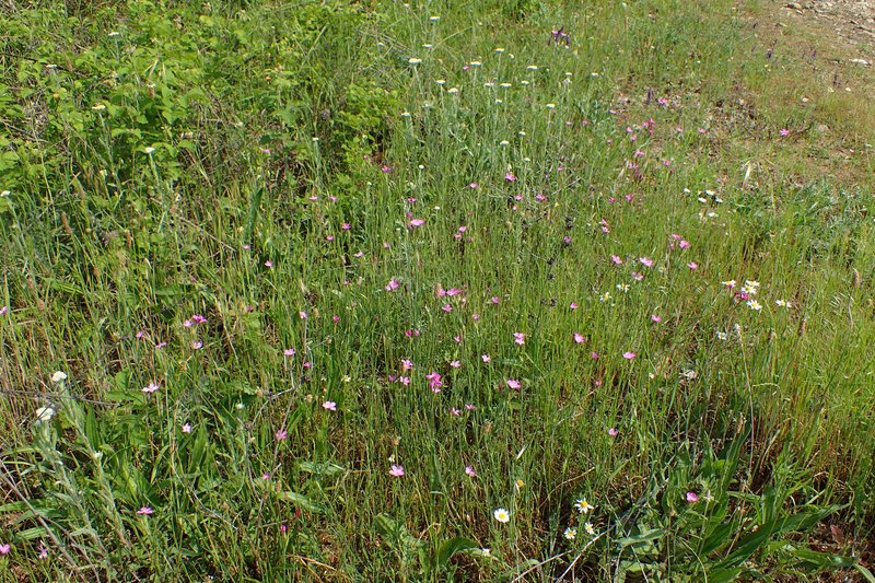 Deptford Pink photo 5