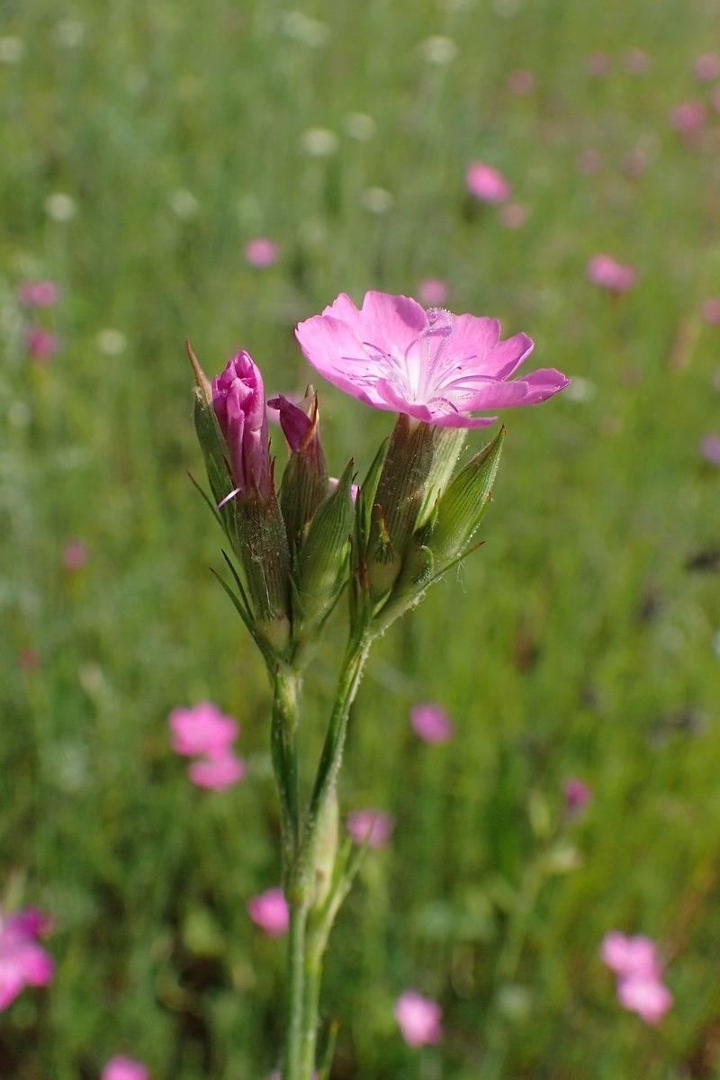 Deptford Pink photo 6