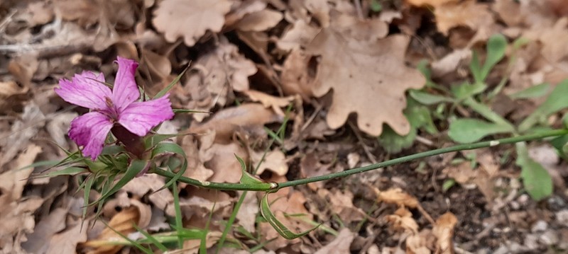 Dianthus balbisii subsp. balbisii