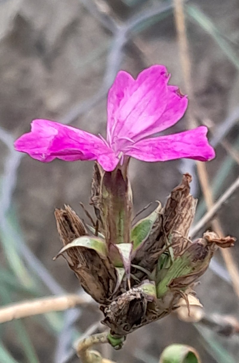 Dianthus balbisii subsp. balbisii photo 2