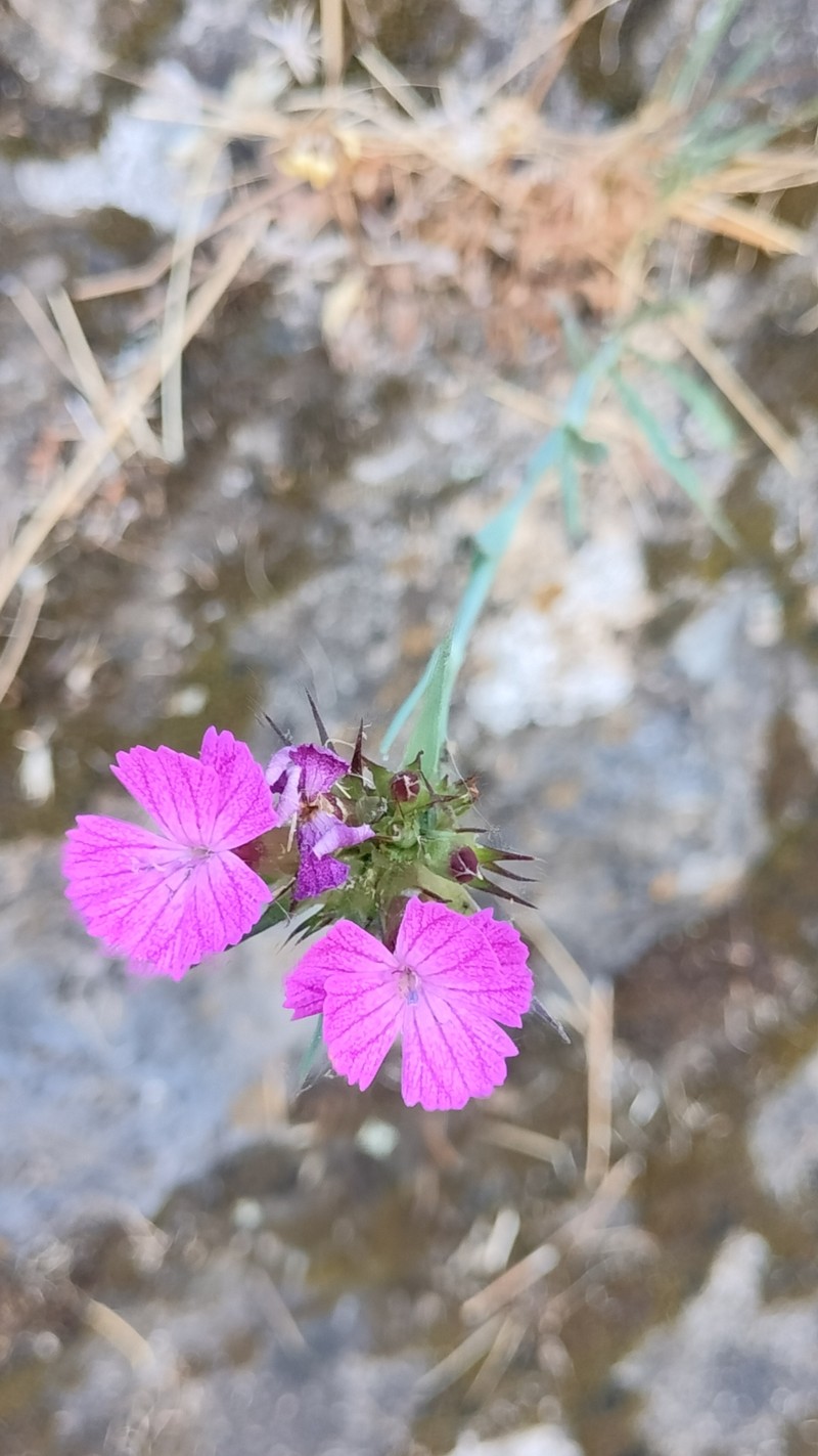 Dianthus balbisii subsp. balbisii photo 4