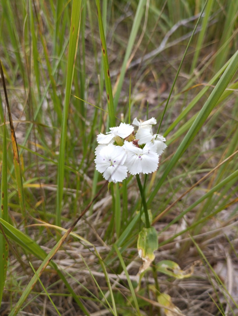 Dianthus barbatus var. barbatus