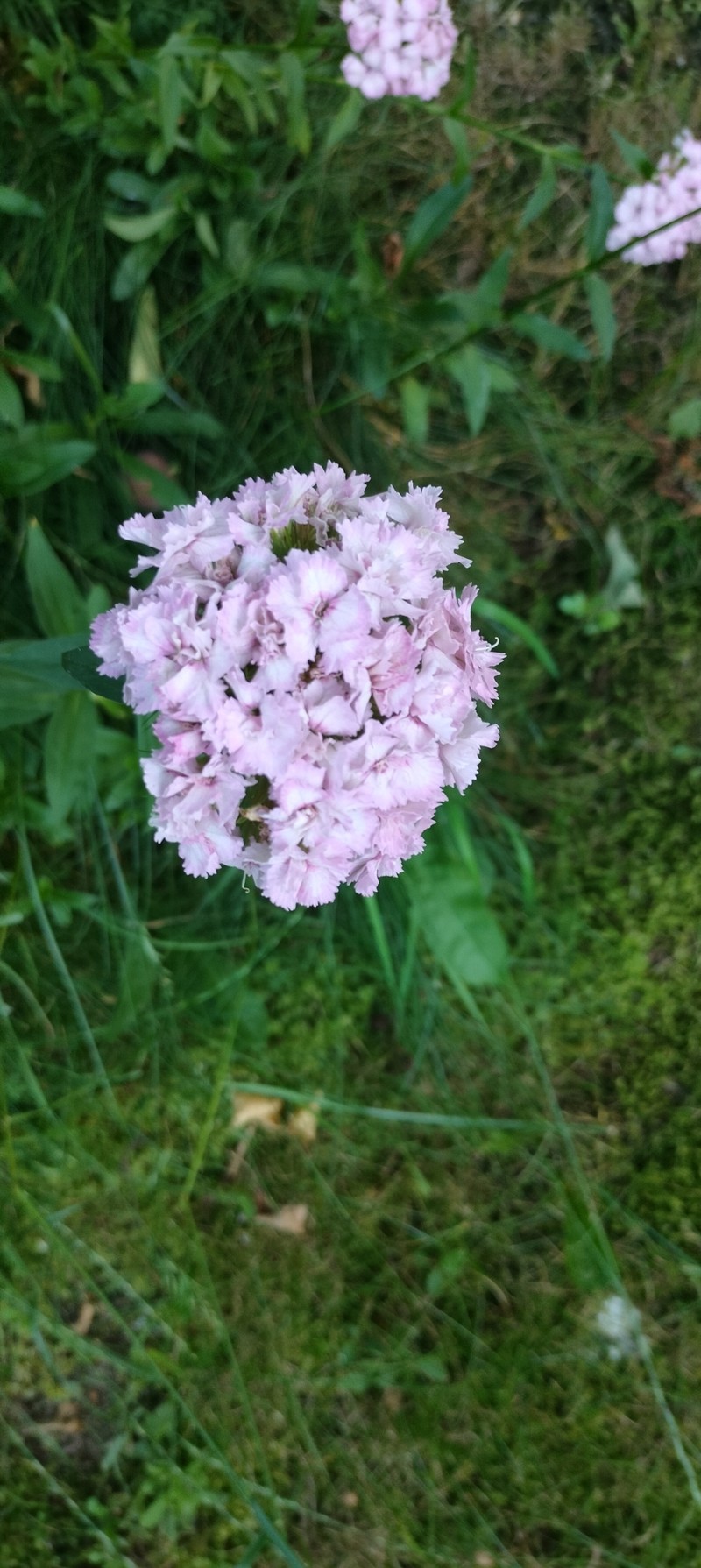 Dianthus barbatus var. barbatus photo 2