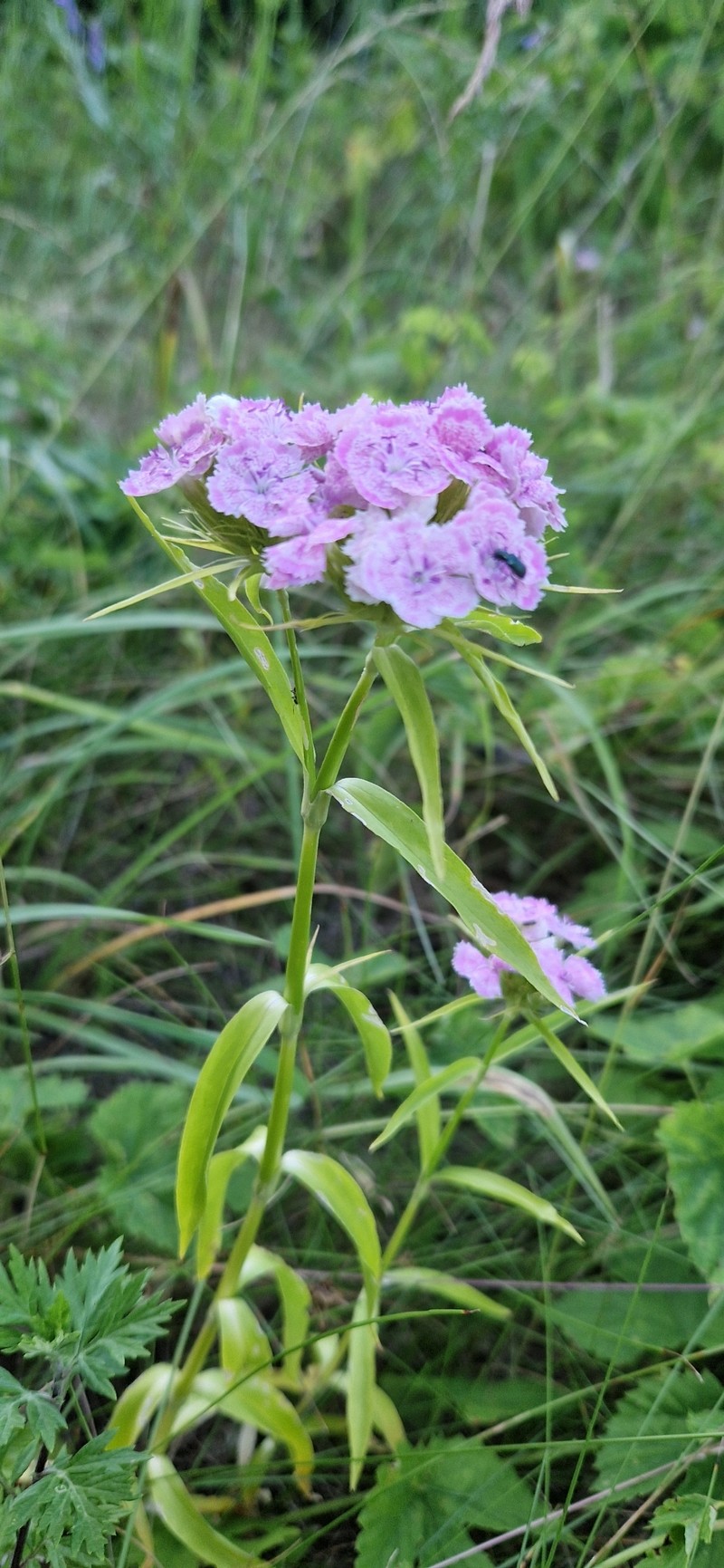 Dianthus barbatus var. barbatus photo 3