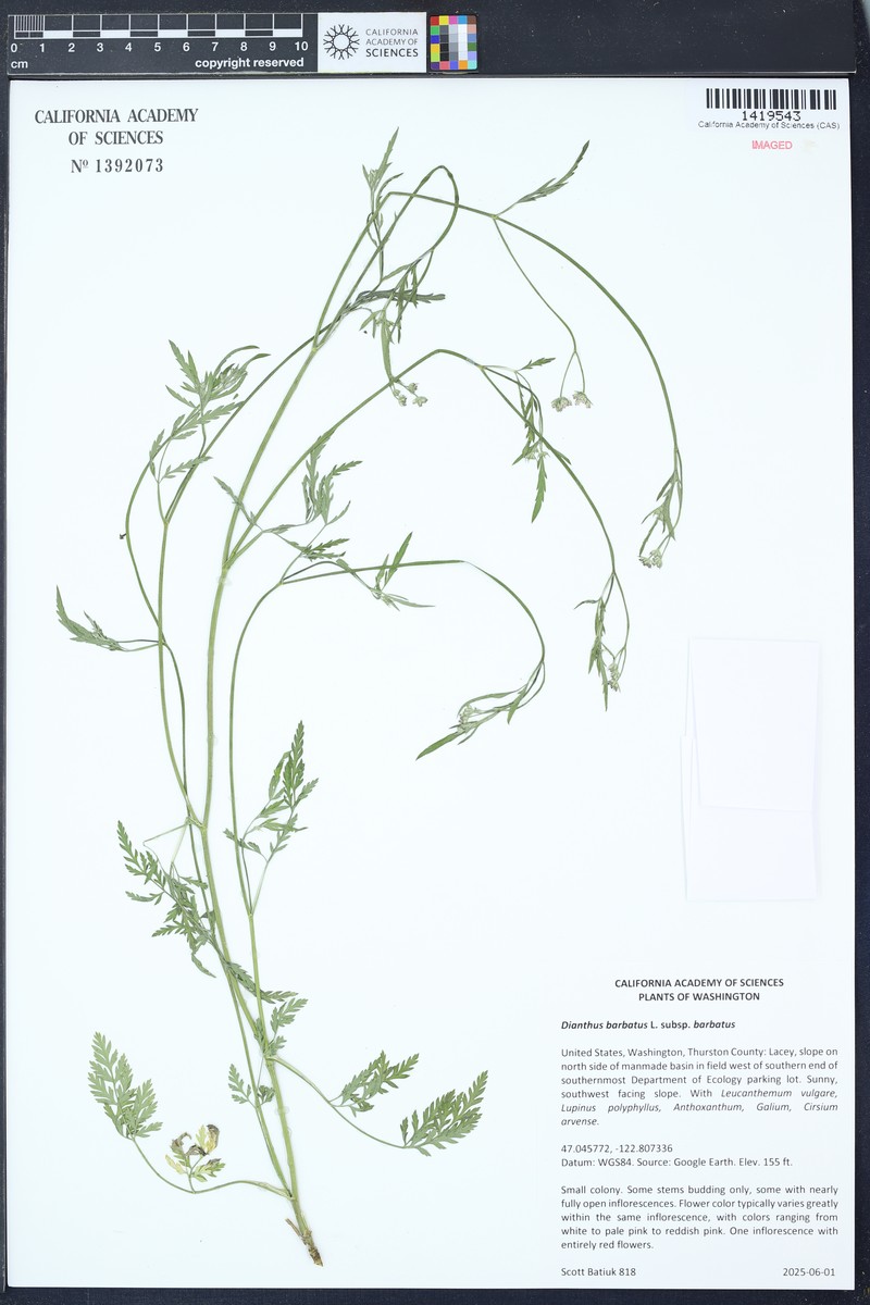 Dianthus barbatus var. barbatus photo 4