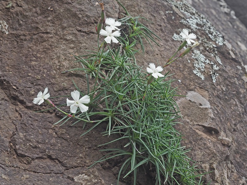 Dianthus basuticus subsp. basuticus
