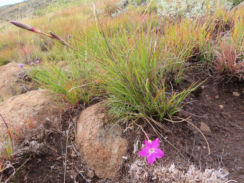 Dianthus basuticus subsp. basuticus photo 2