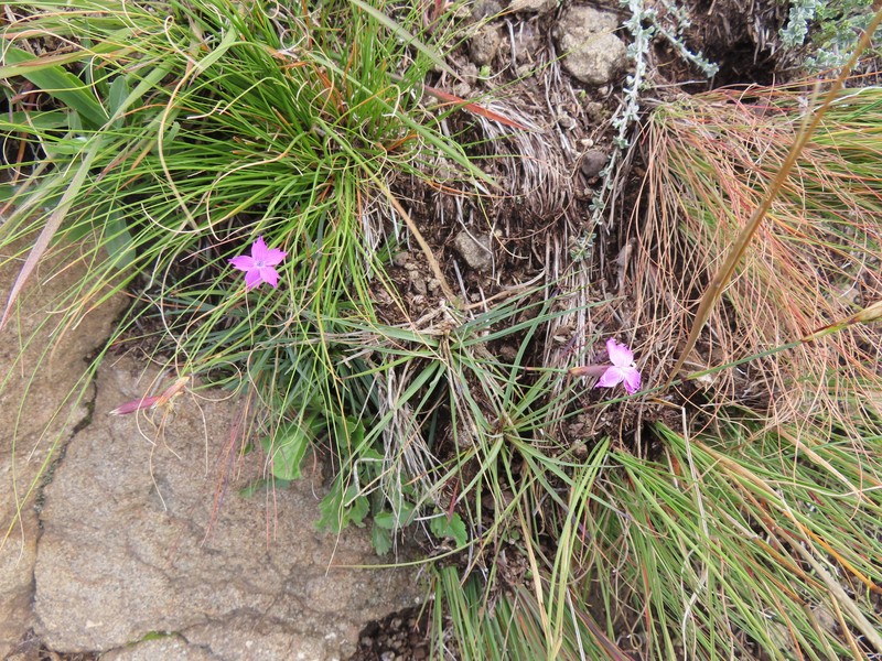 Dianthus basuticus subsp. basuticus photo 3