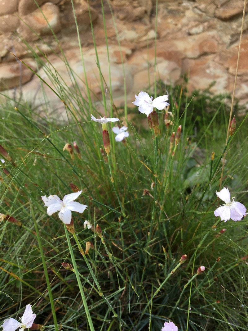 Dianthus basuticus subsp. basuticus photo 4