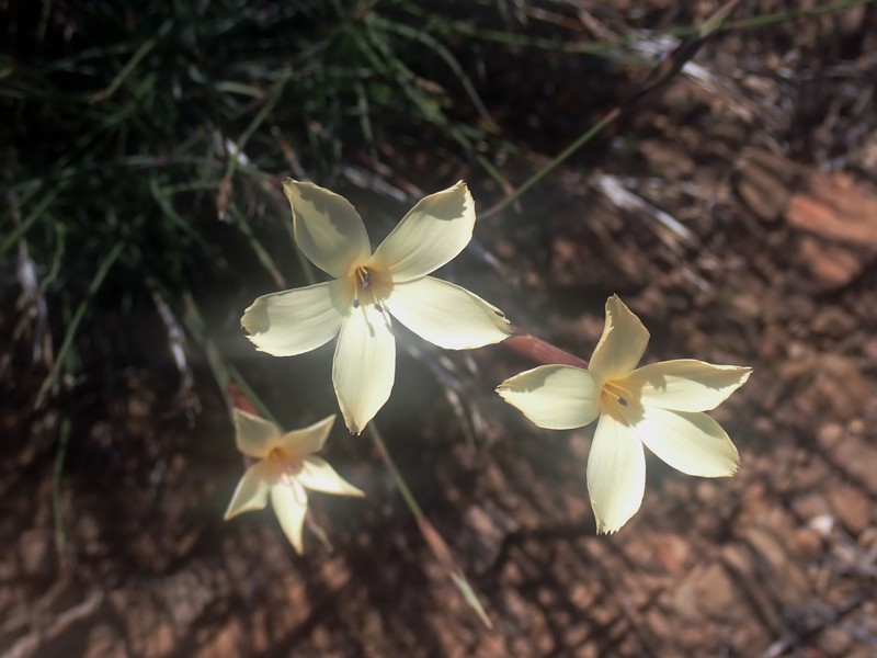 Dianthus caespitosus subsp. caespitosus