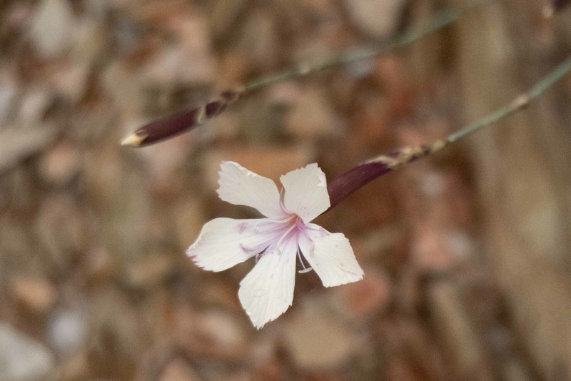 Dianthus caespitosus subsp. caespitosus photo 2