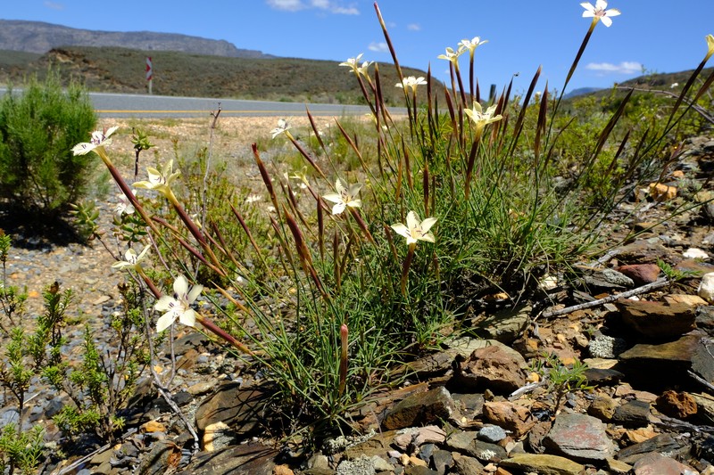 Dianthus caespitosus subsp. caespitosus photo 4
