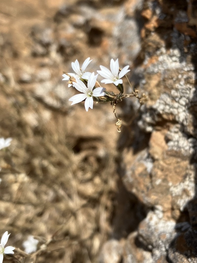 Dianthus candicus
