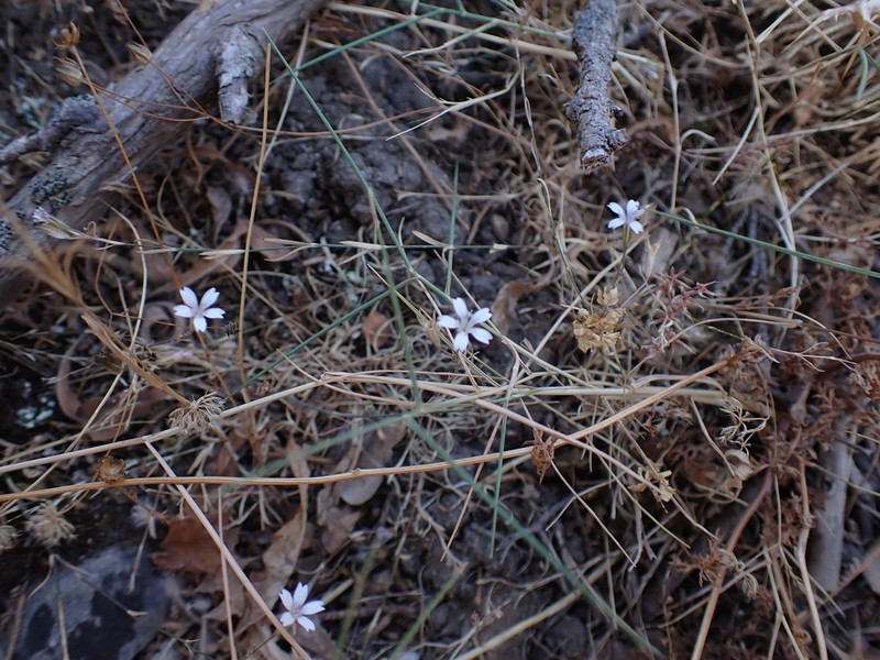 Dianthus candicus photo 2