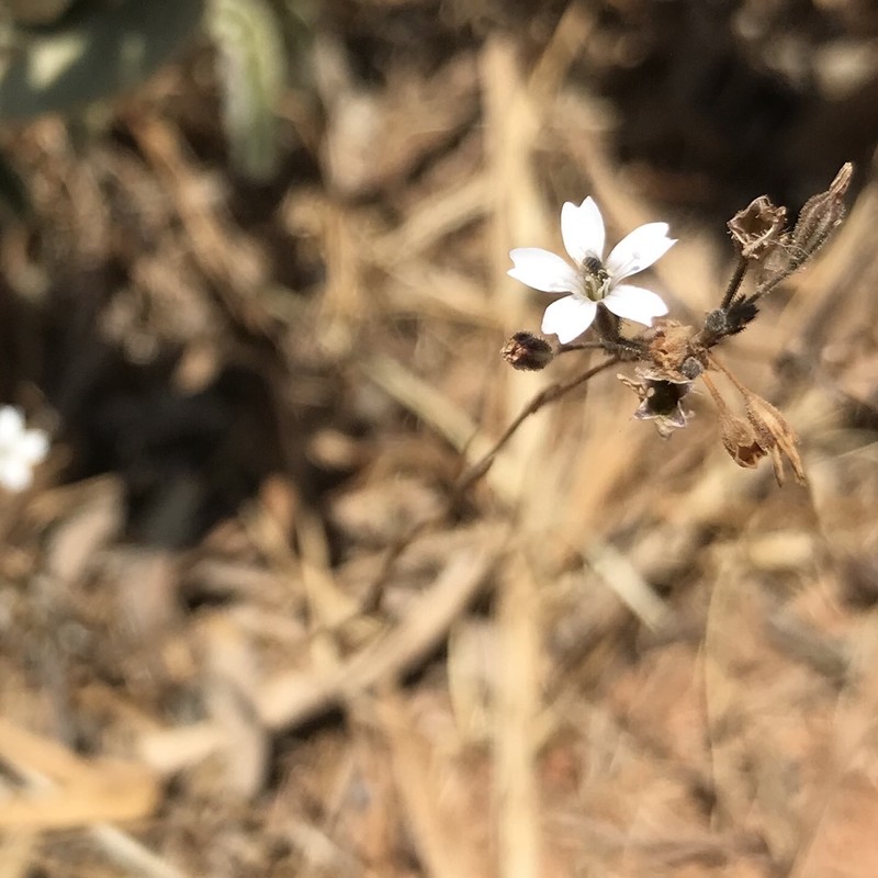 Dianthus candicus photo 3