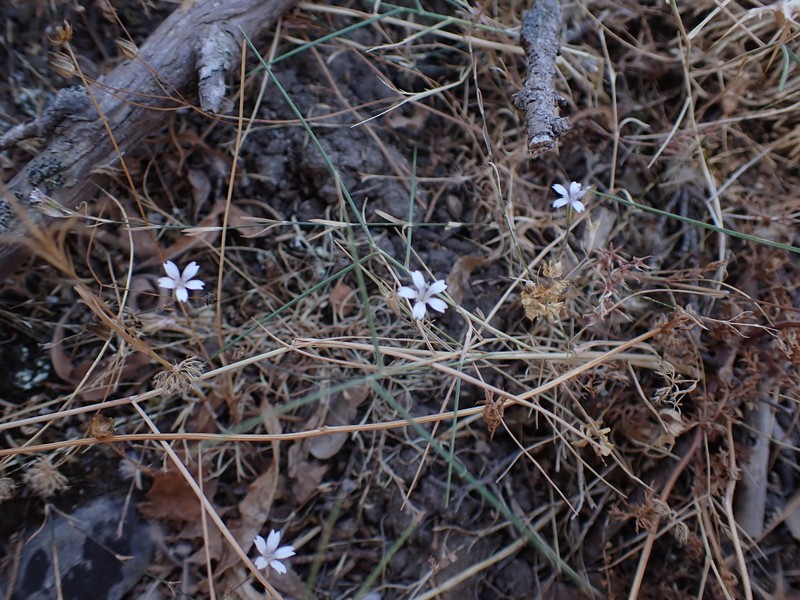 Dianthus candicus photo 8
