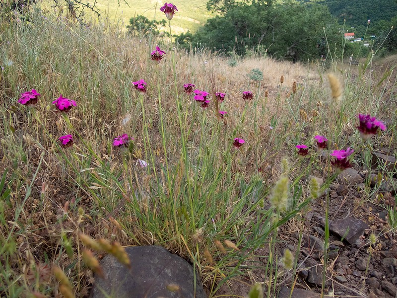 Dianthus capitatus subsp. capitatus