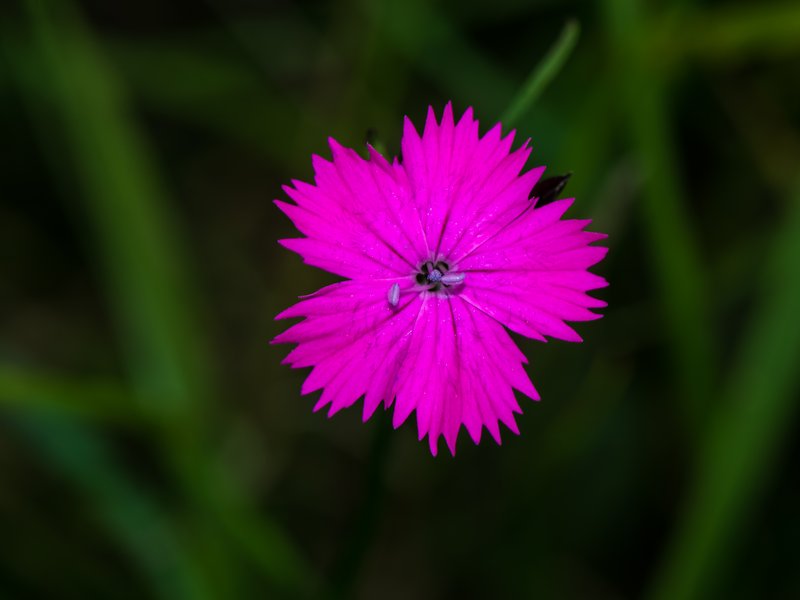 Clusterhead photo 3