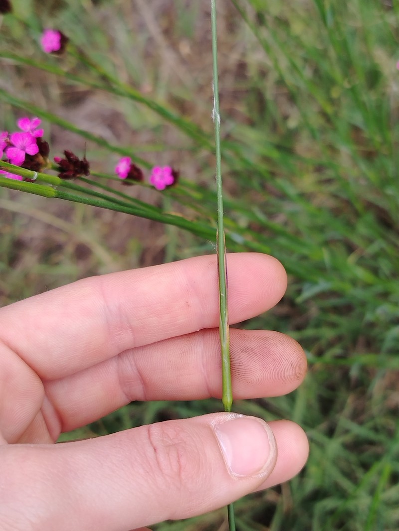 Dianthus carthusianorum subsp. carthusianorum photo 2