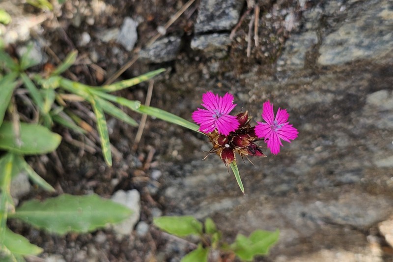 Dianthus carthusianorum subsp. carthusianorum photo 3
