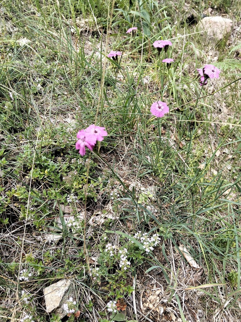 Dianthus carthusianorum subsp. carthusianorum photo 4