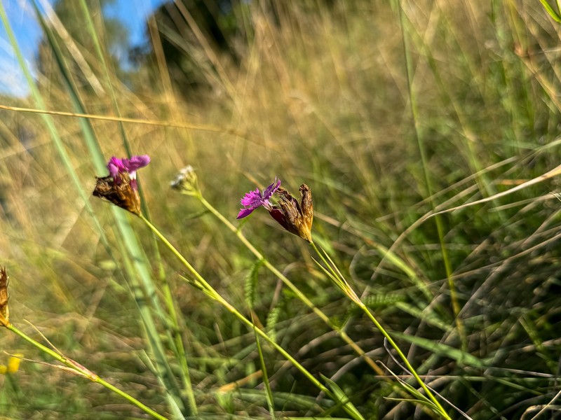 Dianthus carthusianorum subsp. carthusianorum photo 5