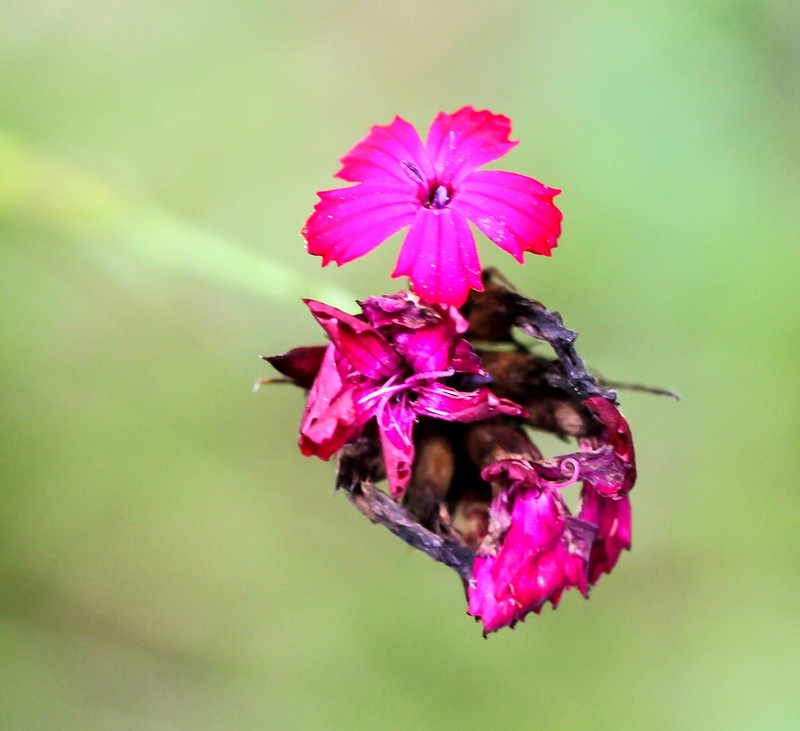 Dianthus carthusianorum subsp. carthusianorum