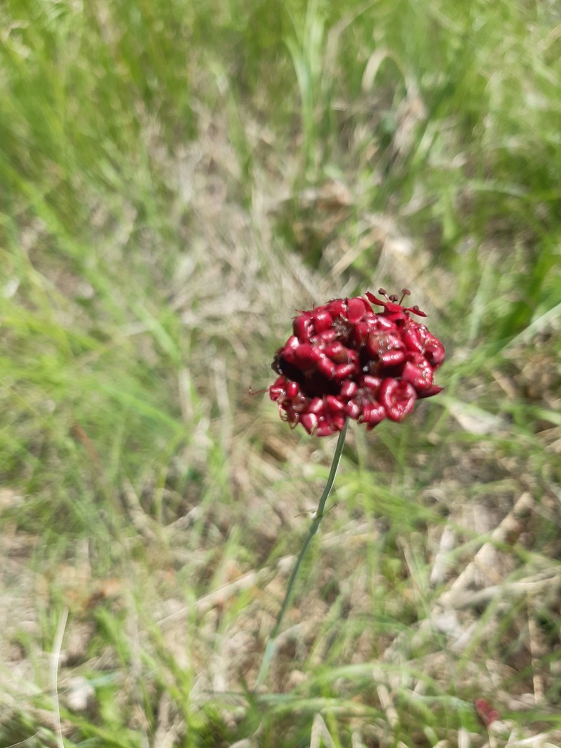 Dianthus carthusianorum subsp. carthusianorum photo 6