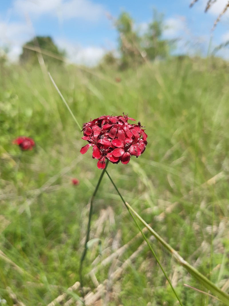 Dianthus carthusianorum subsp. carthusianorum photo 7