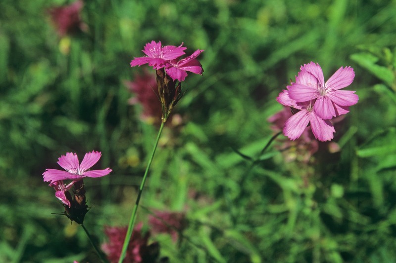 Dianthus carthusianorum subsp. carthusianorum photo 8