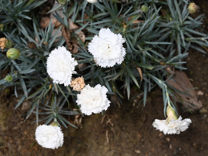 Carnation photo 2