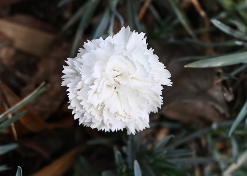 Carnation photo 3