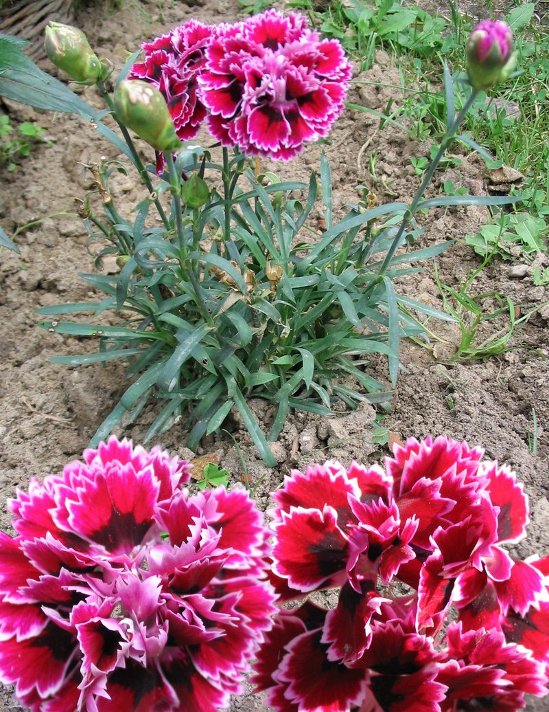 Carnation photo 5