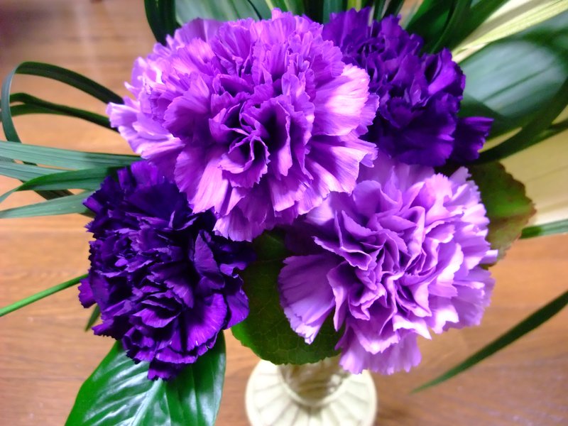 Carnation photo 6