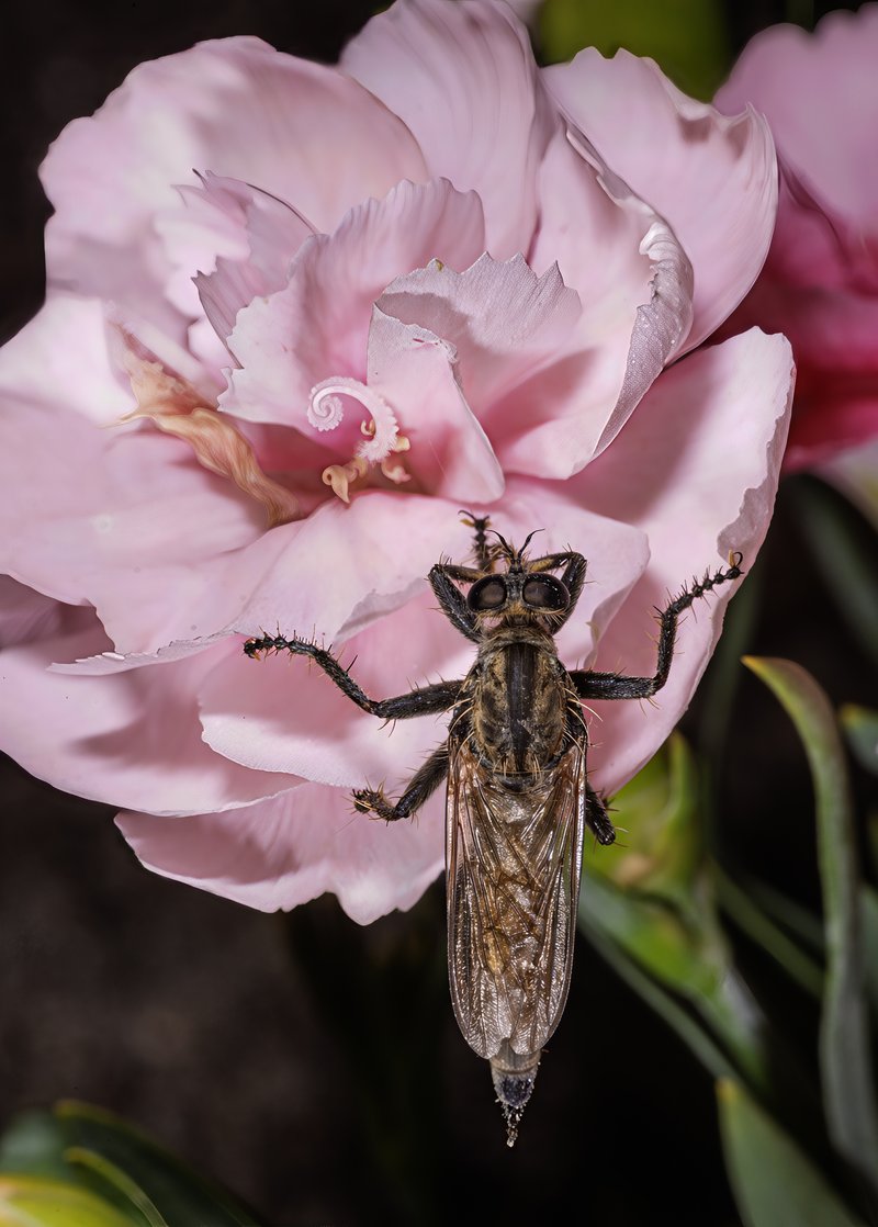 Carnation photo 8