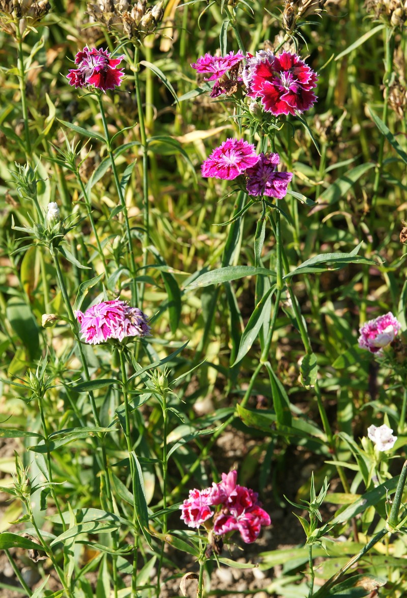 Rainbow Pink photo 5