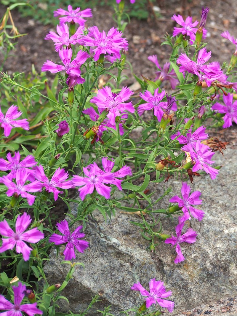 Rainbow Pink photo 7
