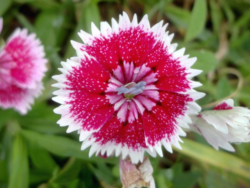 Rainbow Pink photo 8