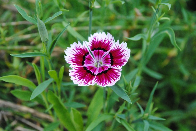 Rainbow Pink